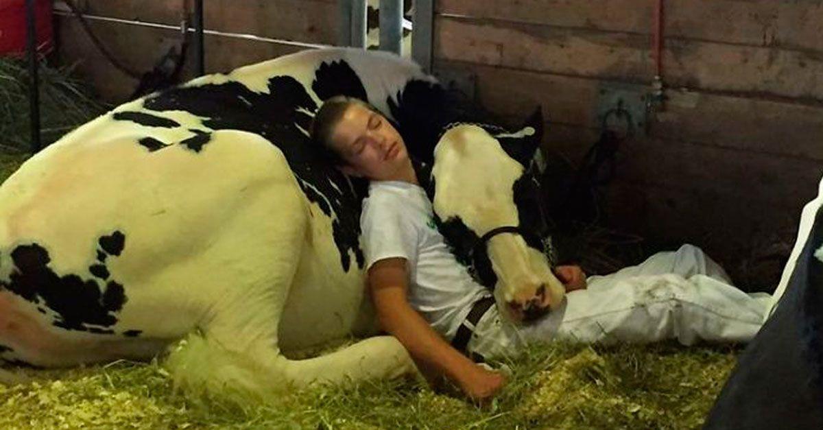 Un chico y una vaca: una lección de amor, respeto y ternura entre humanos y animales. • La nube de algodón
