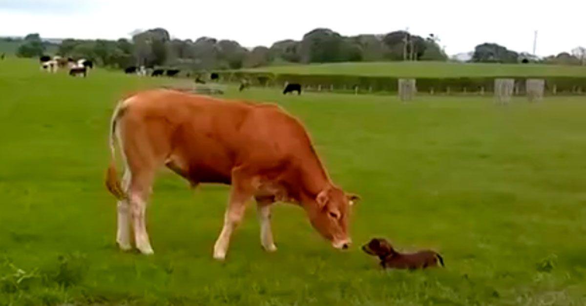 Te sorprenderá la reacción de este cachorro al ver una vaca por primera vez • La nube de algodón