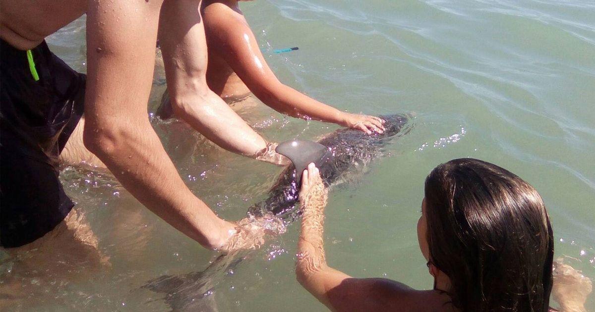 Muere una cría de delfín porque la gente prefirió hacerse fotos con ella antes que llamar a emergencias • La nube de algodón