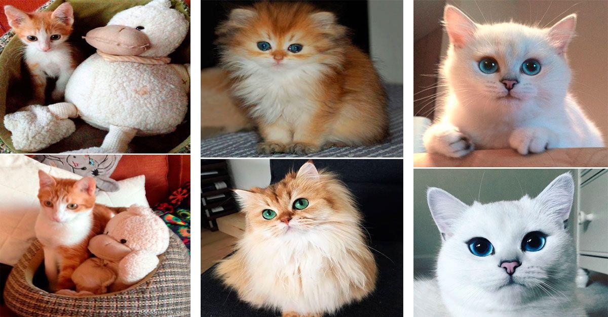 10 gatitos por los que ha pasado el tiempo • La nube de algodón