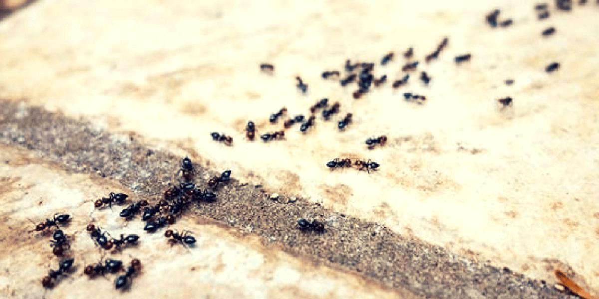 Extermina para siempre las malvadas hormigas que invaden tu hogar con este fácil remedio casero.
