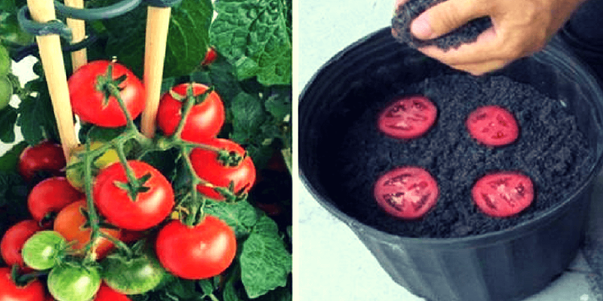 Aprende cómo es posible obtener cantidades ilimitadas de tomates en una maceta de tu casa con sólo cuatro rebanadas.