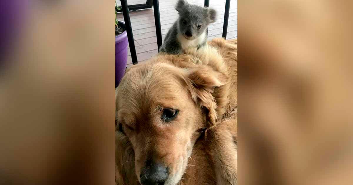 Cuando los dueños se despertaron, se encontraron a un koala bebé sobre su perro