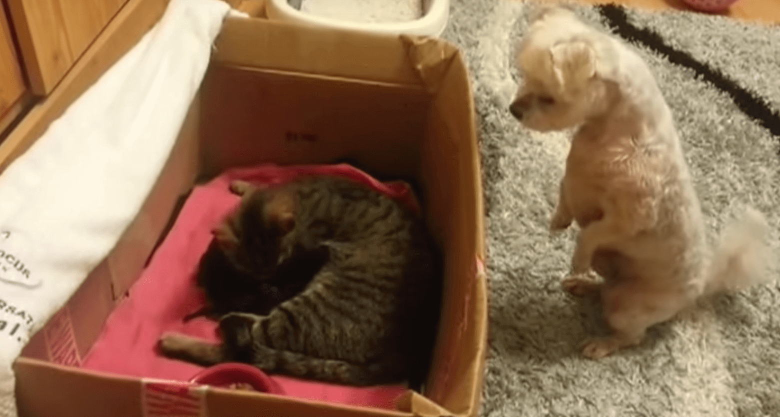 La tierna reacción de un perro cuando se asoma a una caja con gatitos recién nacidos