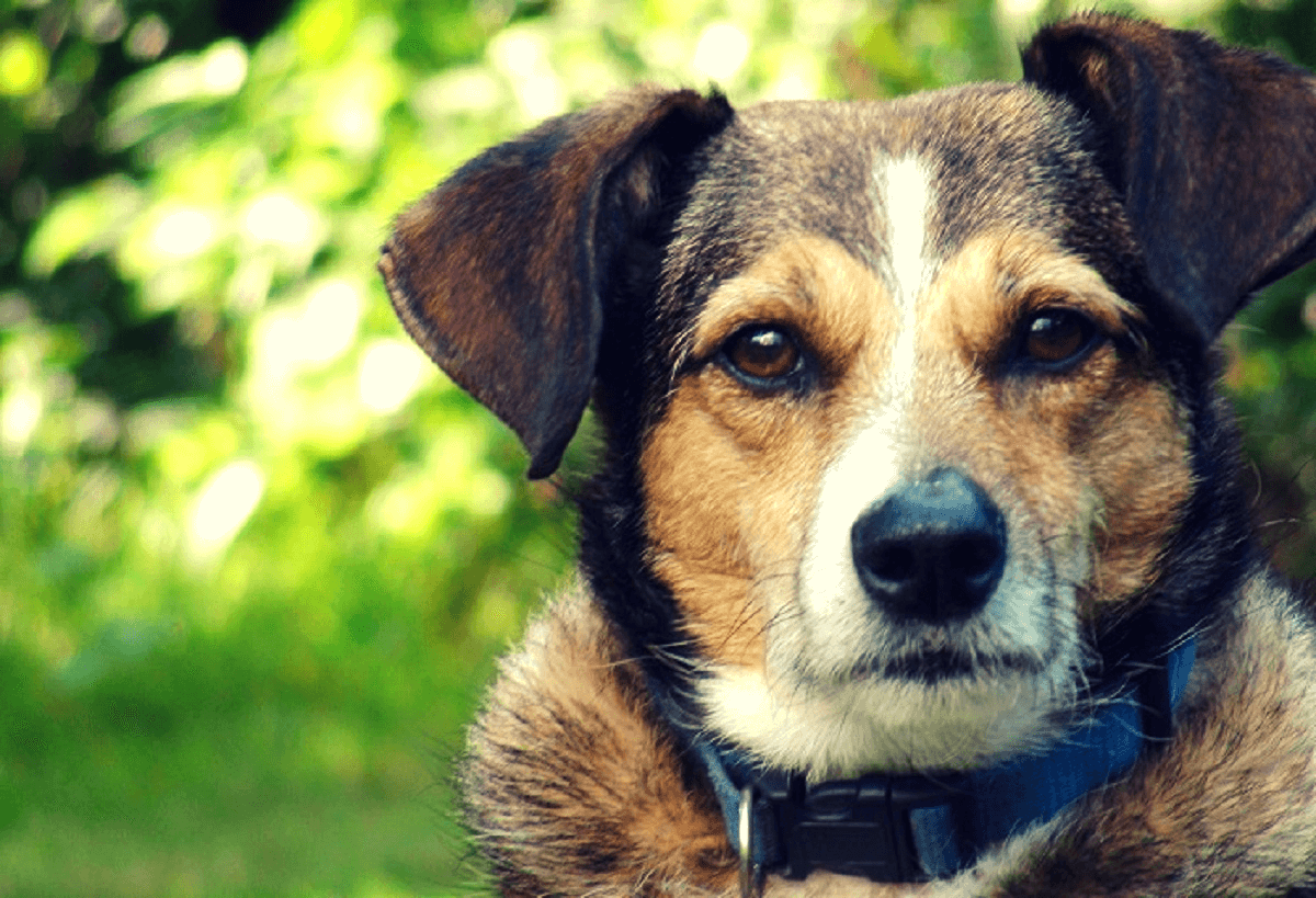 ¿Sabías que los perros entienden más de lo que crees? Si tienes un perro como mascota debes saber esto.