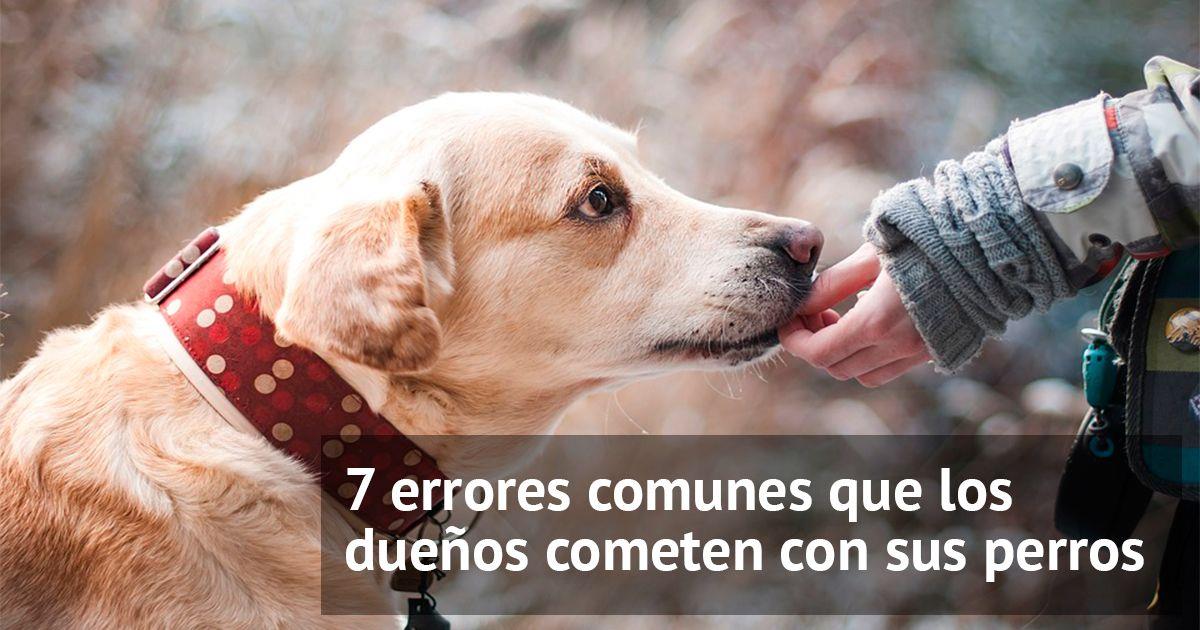 Cómo solucionar los 7 errores más comunes que cometemos con nuestros perros