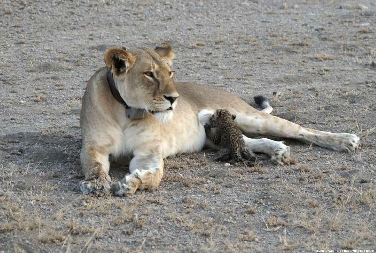 Lo más inusual que verás hoy será a esta leona amamantando a un bebé leopardo