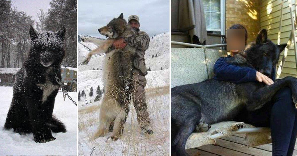 Todo sobre los “wolfdog”: los mitad lobo mitad perro que algunos tienen como mascota