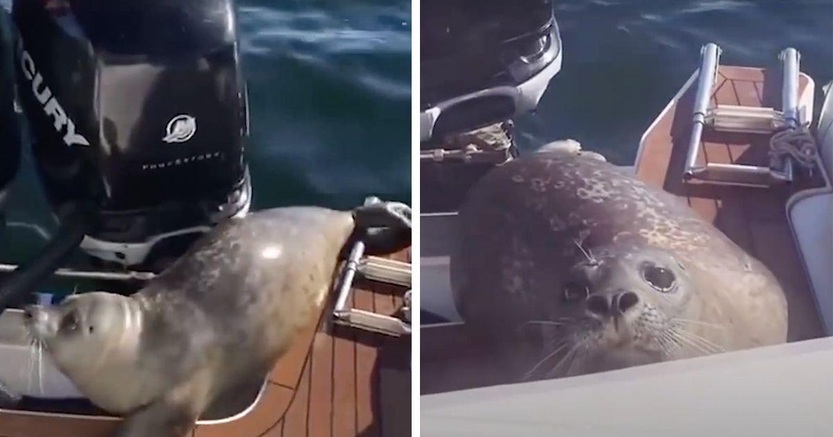 Una foca se sube a un barco para salvarse de las orcas