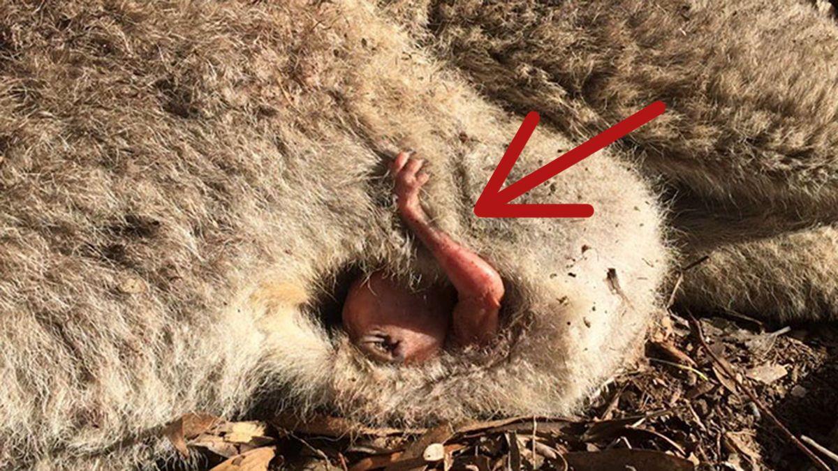 Una canguro fue atropellada y su bebé sobrevivió