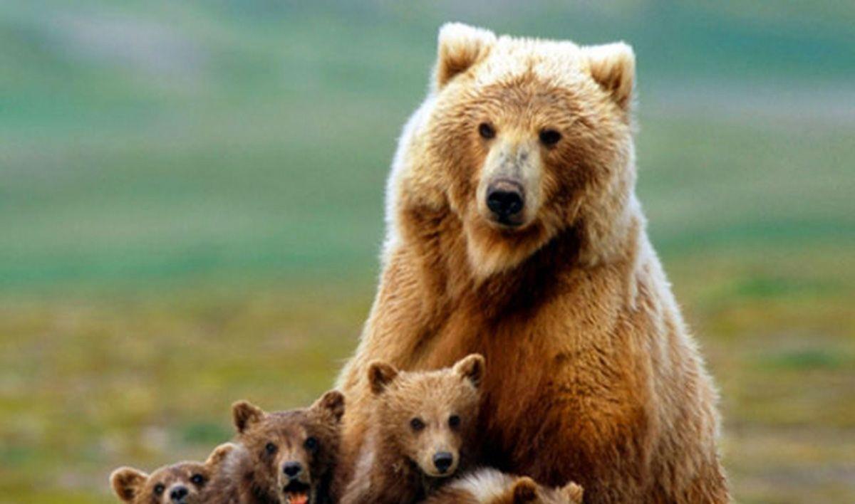 Malas noticias: Estados Unidos permite la caza de Osos Grizzly • La nube de algodón