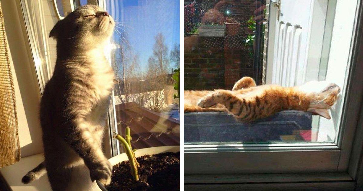 Diez gatos que nos dan una lección de cómo tomar el sol • La nube de algodón
