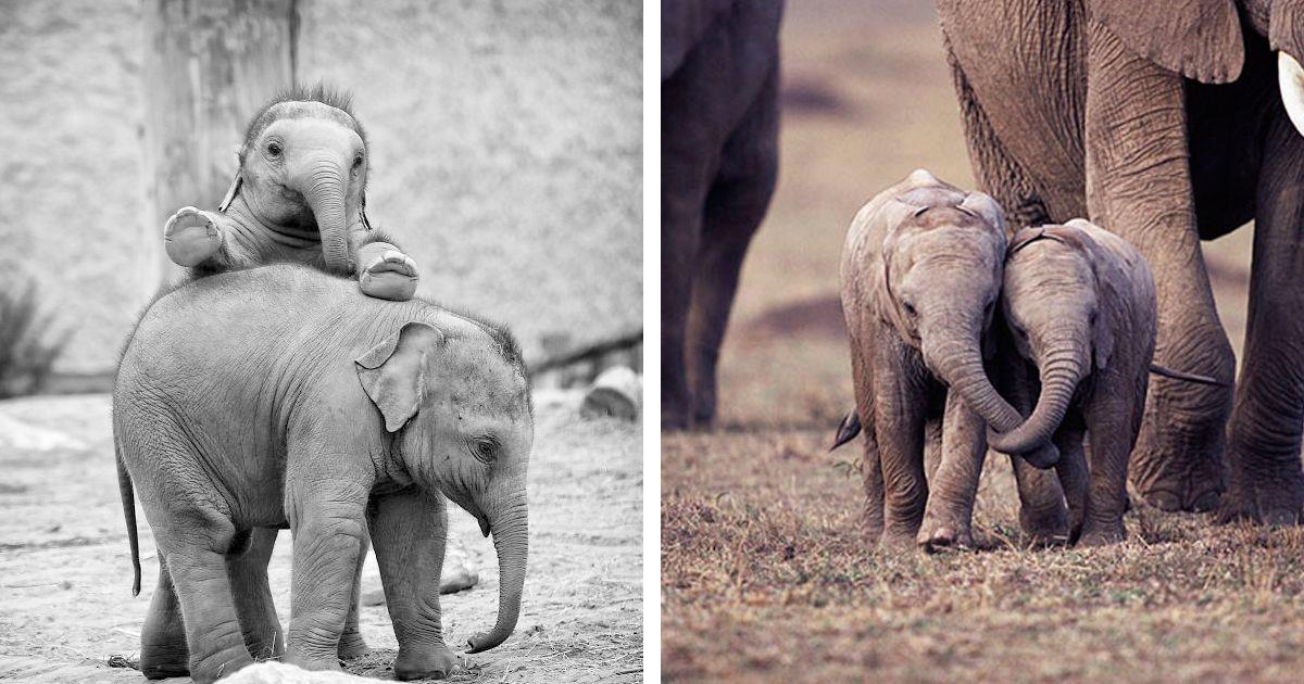 Bebés elefantes, ternura en estado puro • La nube de algodón