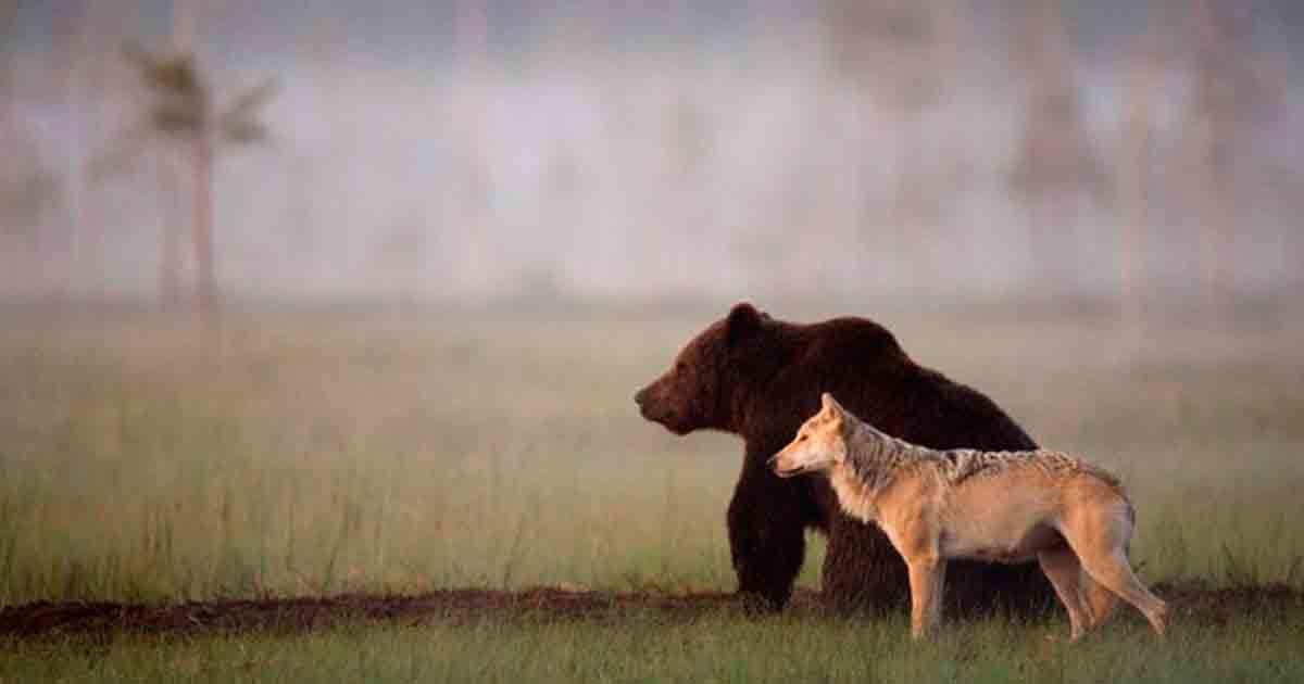 La inusual y sorprendente amistad entre un lobo y un oso documentada por un fotógrafo finlandés