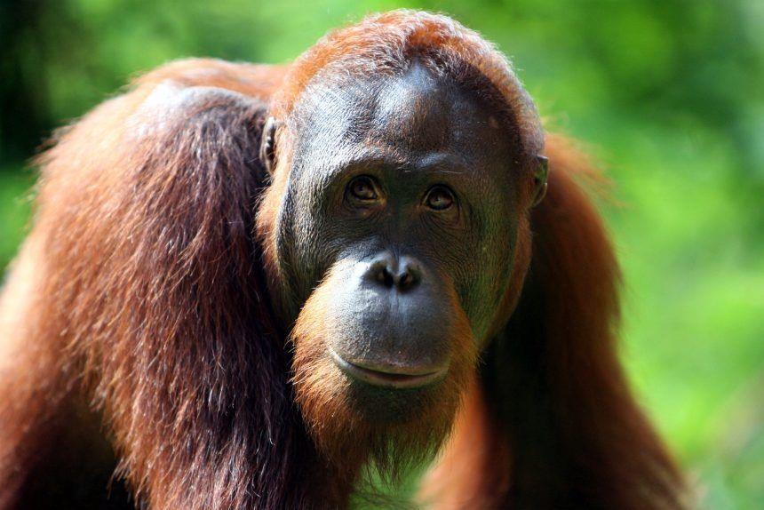 Los orangutanes al borde de la extinción, salvemos su hogar • La nube de algodón