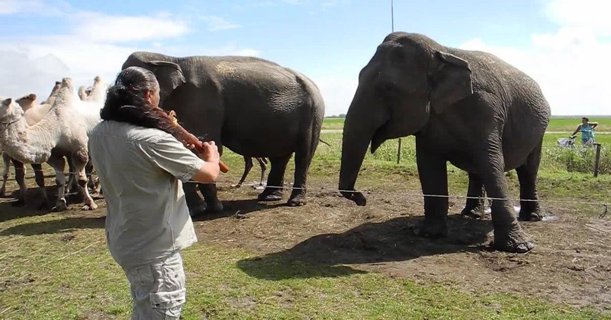 Hombre toca flauta mágica a elefante que instantáneamente se pone a bailar