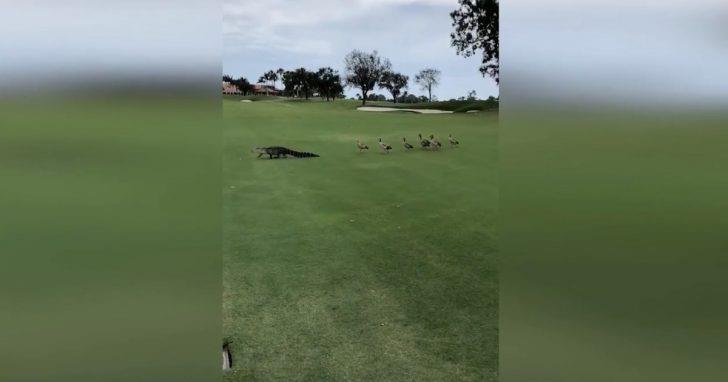 Los golfistas quedan paralizados cuando ven a gansos persiguiendo un enorme caimán