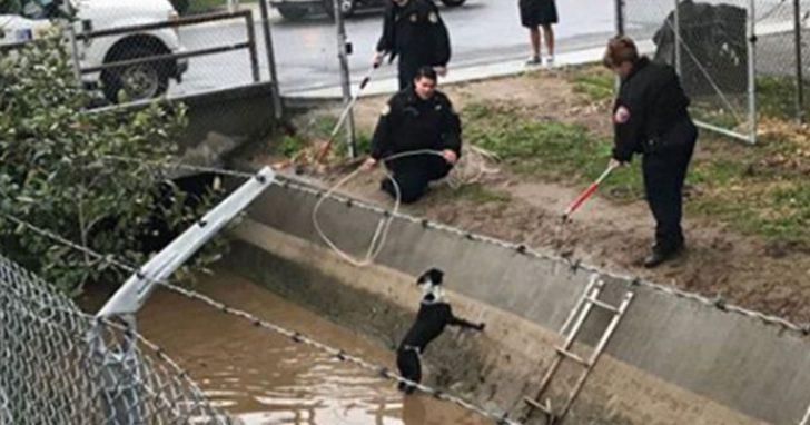 Perro perdido durante 9 años se reúne con su familia luego de ser rescatado de un Canal
