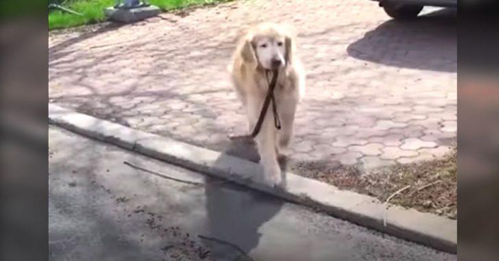 La mejor amiga de un perro adulto vive en su calle. Él toma su correa y se lleva a sí mismo a verla todos los días.