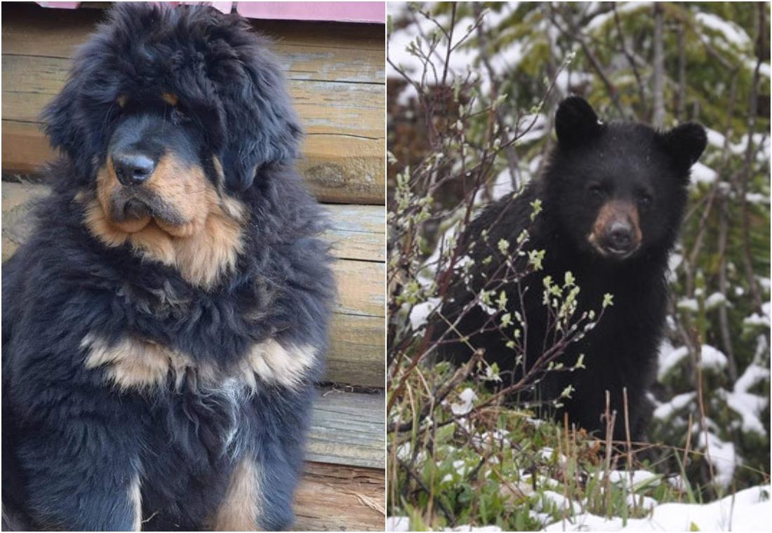 Familia crió a un perro durante dos años y resultó ser un oso
