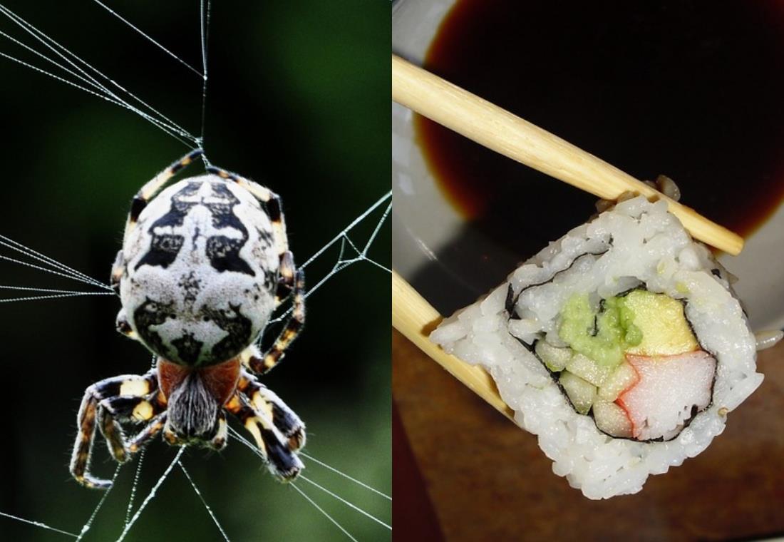 La extraña araña que parece un sushi aterroriza en Internet