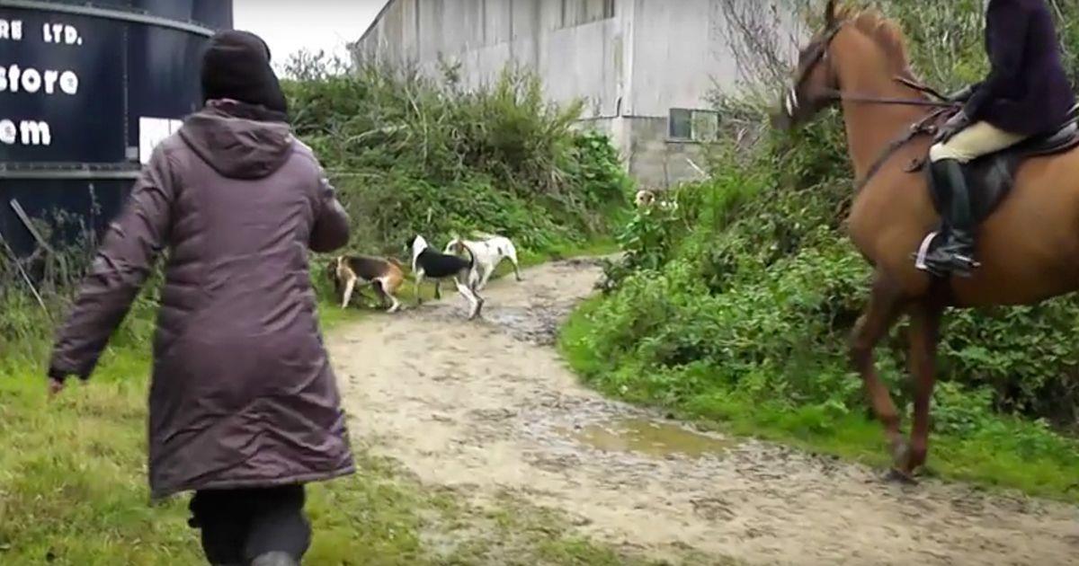 Dos mujeres arriesgan su vida para salvar a un zorro de una cacería
