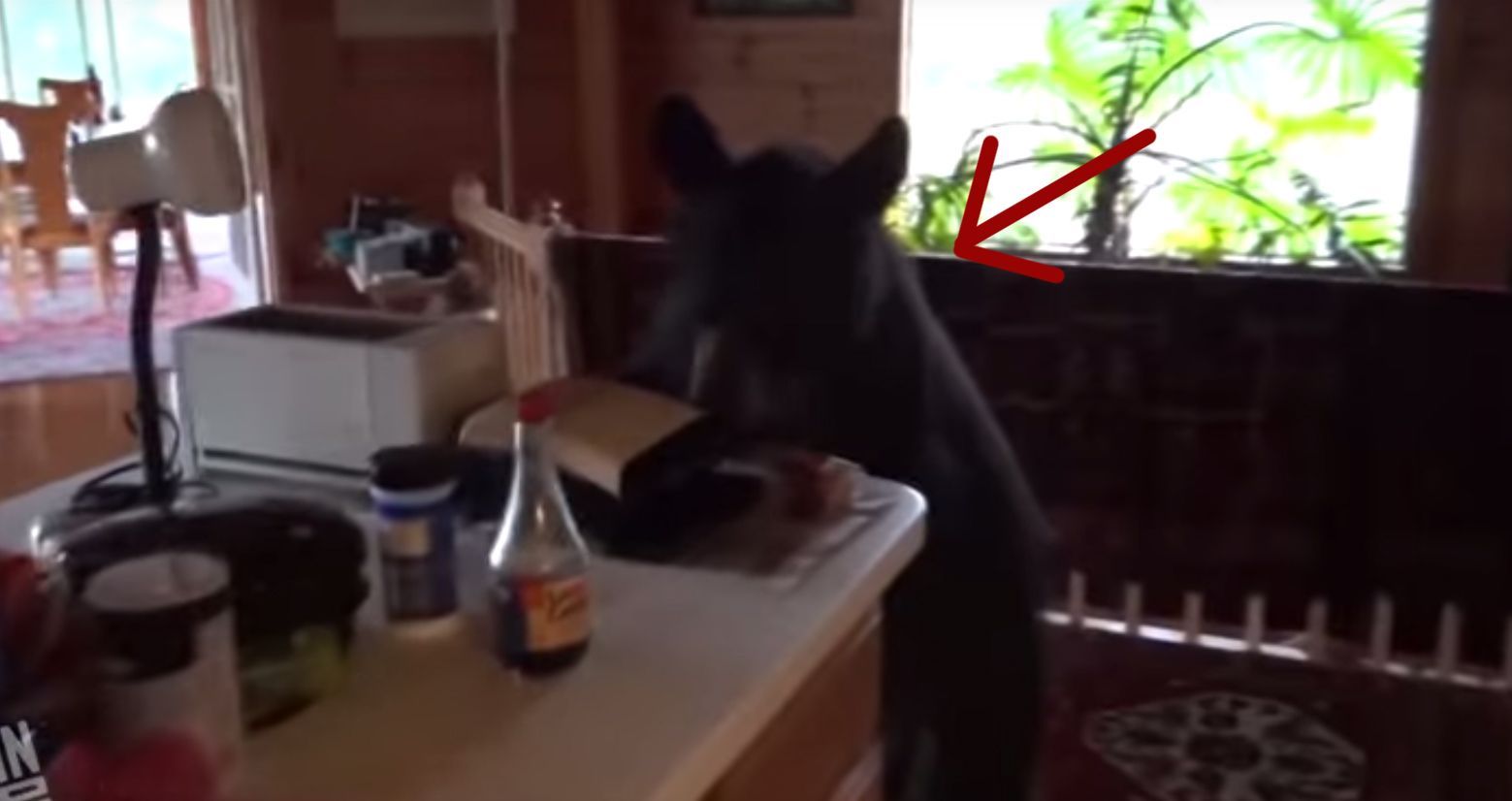 Encuentra a un oso robando comida en su cocina