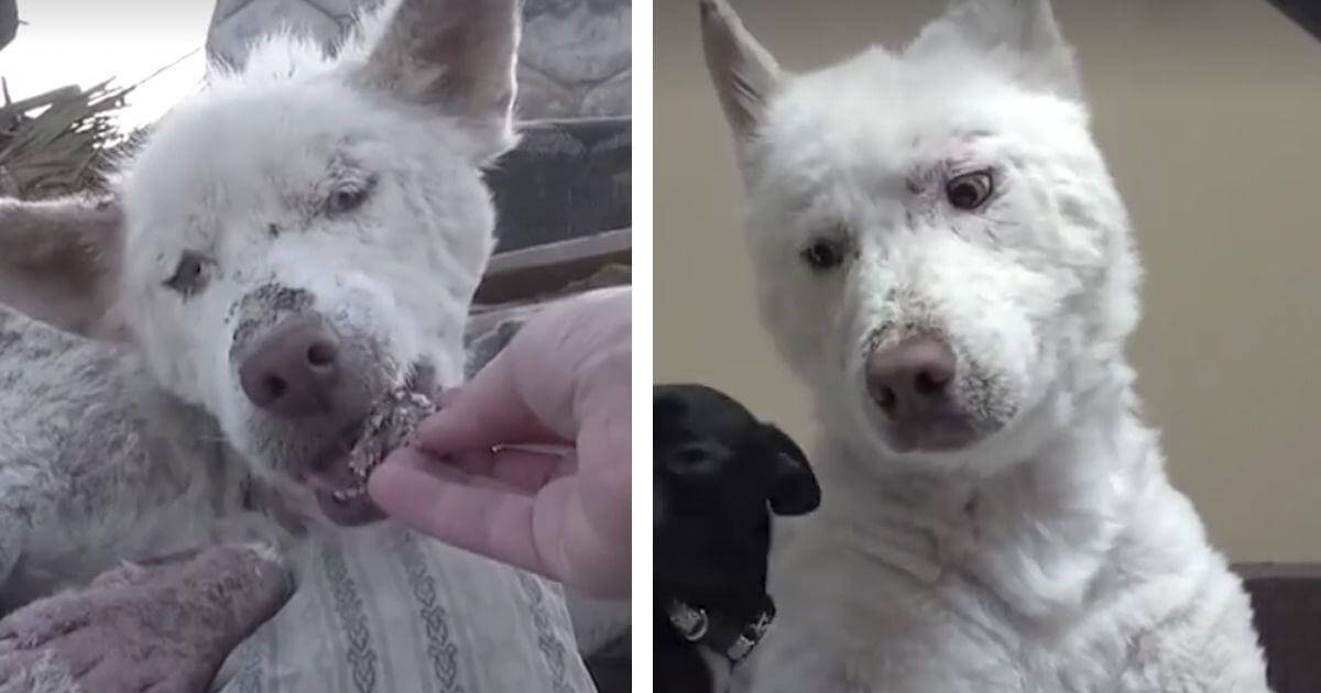 5 antes y después de perros rescatados que hay que ver para creer