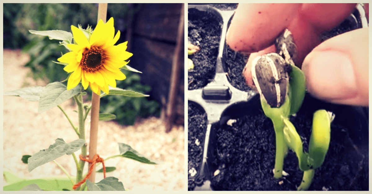 Cómo cultivar girasoles en casa, ¡es muy fácil!