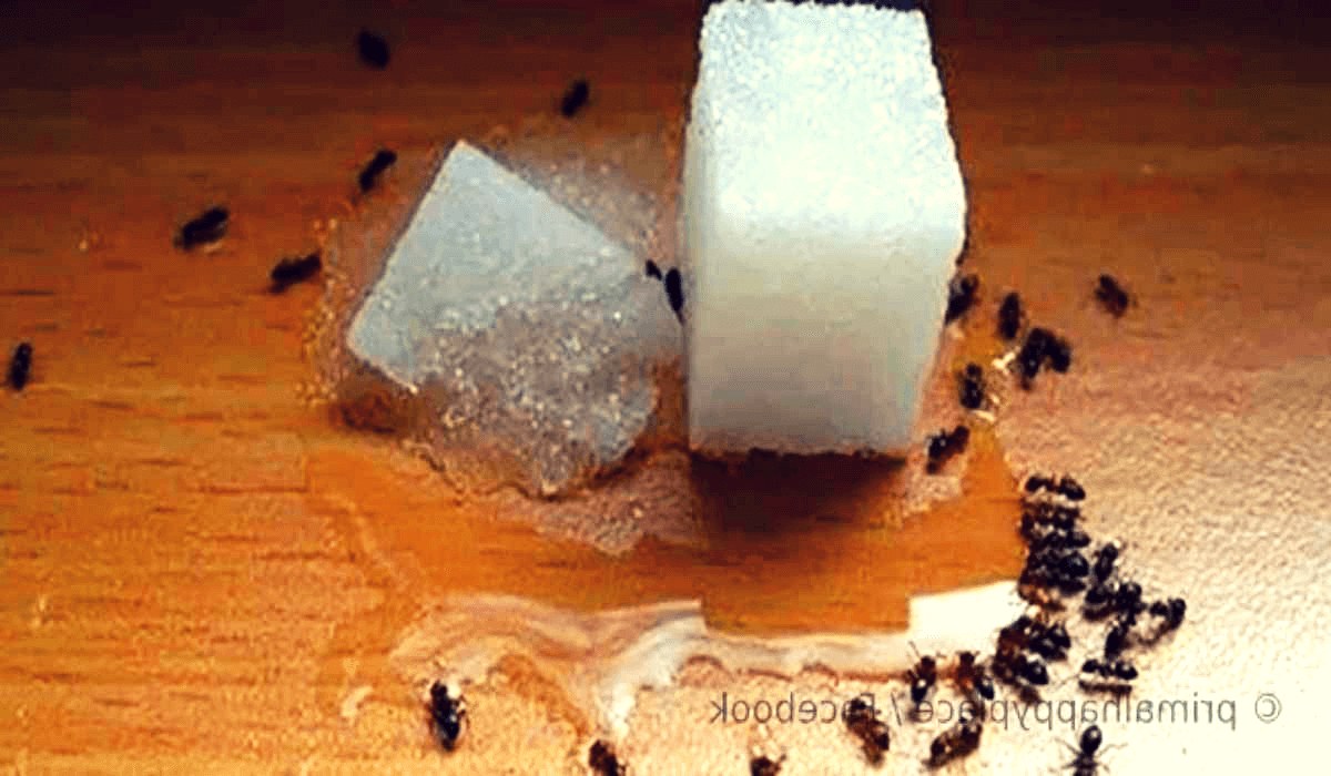 ¿Las hormigas invaden tu casa? No se preocupe, mire el mejor truco para librarse de ellas