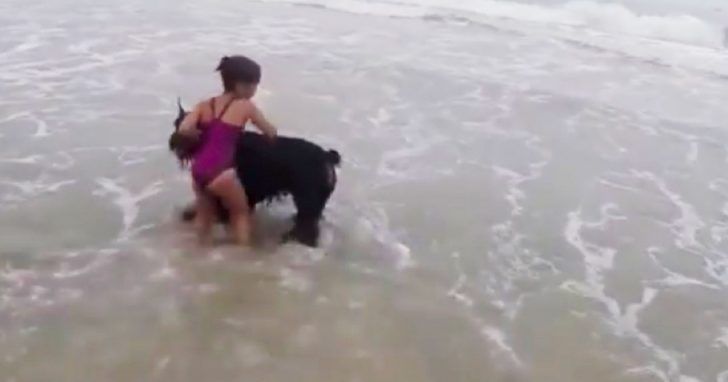 Pequeña niña quiere ir a nadar, pero papá vigila cuando un perro de pronto le bloquea el camino