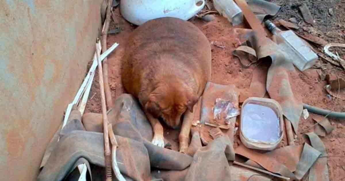 Rescate de un perro de 36 kilos que fue abandonado en una gasolinera cuando aún era un cachorro