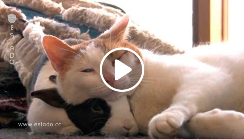 El vídeo de la amistad de gatos y conejos que te enternecerá