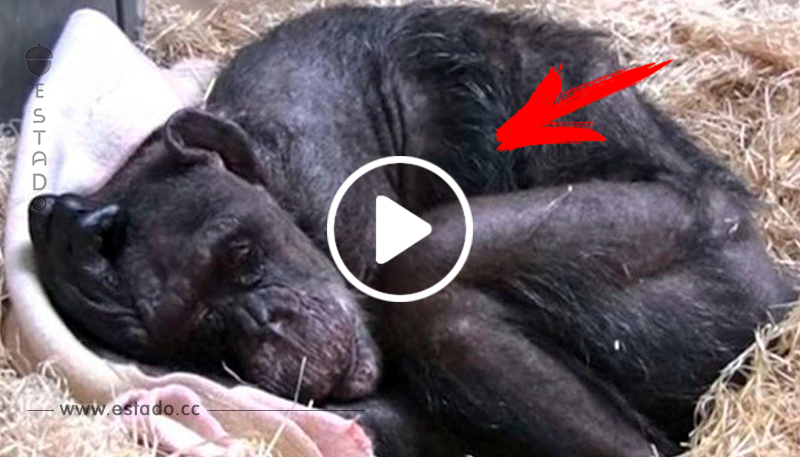 Esta chimpancé mayor no quería comer, hasta que recibió la visita de su antiguo cuidador • La nube de algodón