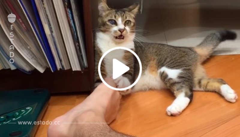 Divertido vídeo de un gato que se vuelve loco después de oler un pie