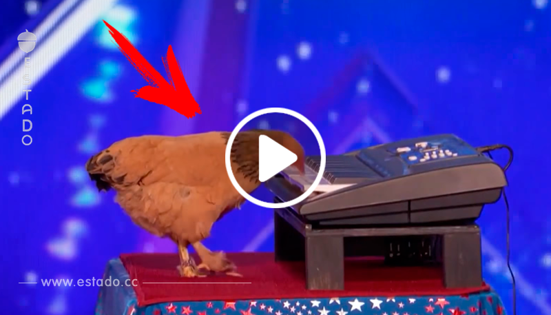 Esta gallina demuestra su talento con el piano en las audiciones de America's Got Talent • La nube de algodón
