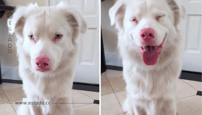¡Cómo cambia la expresión de estos 10 perros cuando escuchan un elogio! • La nube de algodón