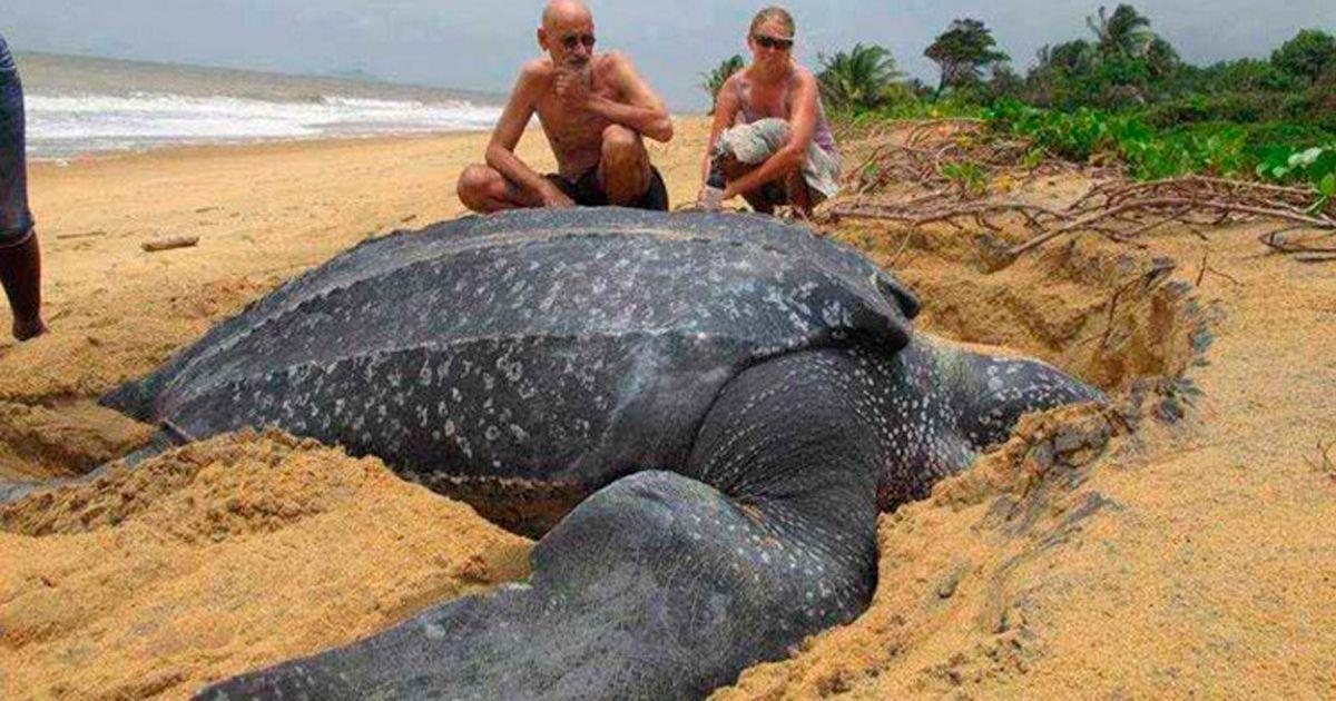 Aparece tortuga muerta de 200 kilos: los científicos se quedan boquiabiertos • La nube de algodón