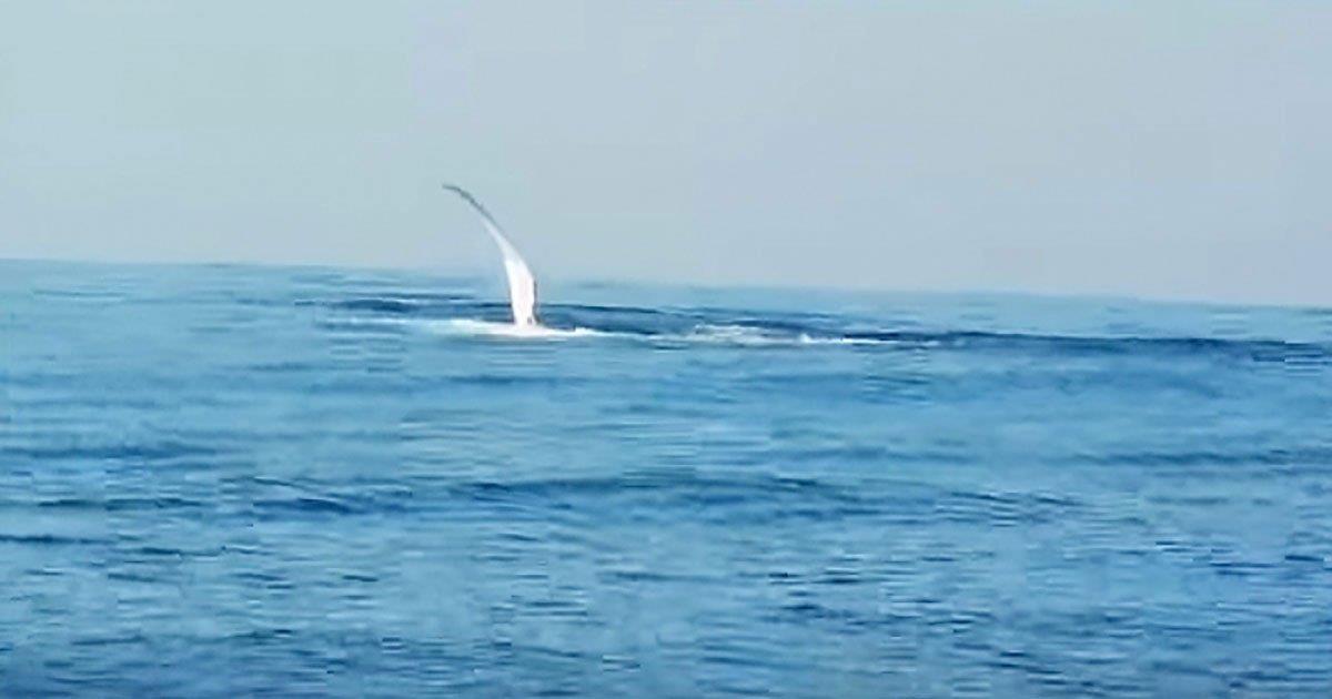 Una aleta surge del océano, y el hombre graba cómo emerge del agua una ballena de 40 toneladas