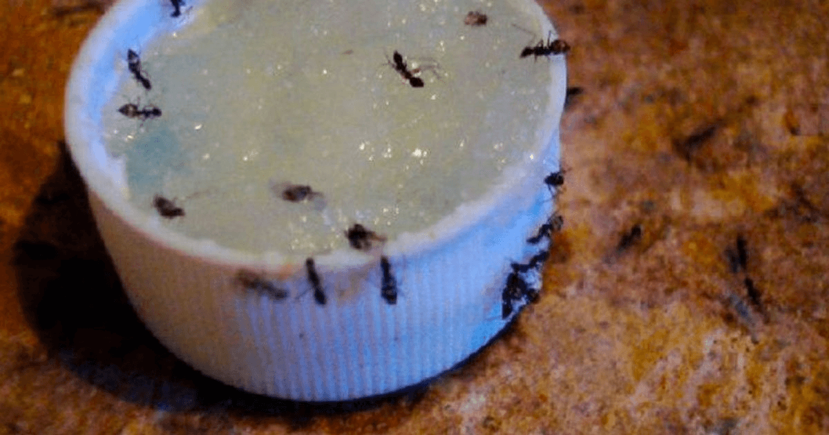 ¡Este repelente natural que es facil de preparar elimina las hormigas en minutos!