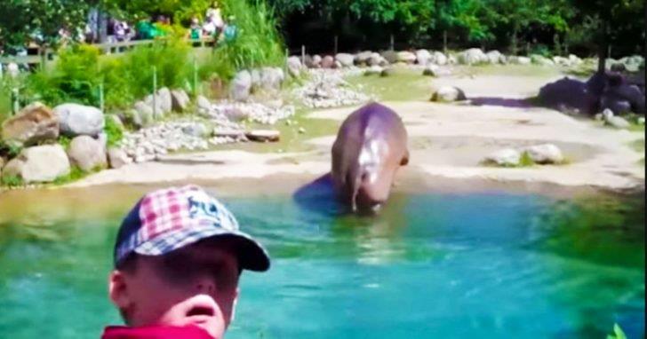 Hipopótamo suelta el pedo más grande del mundo, hace correr a todos