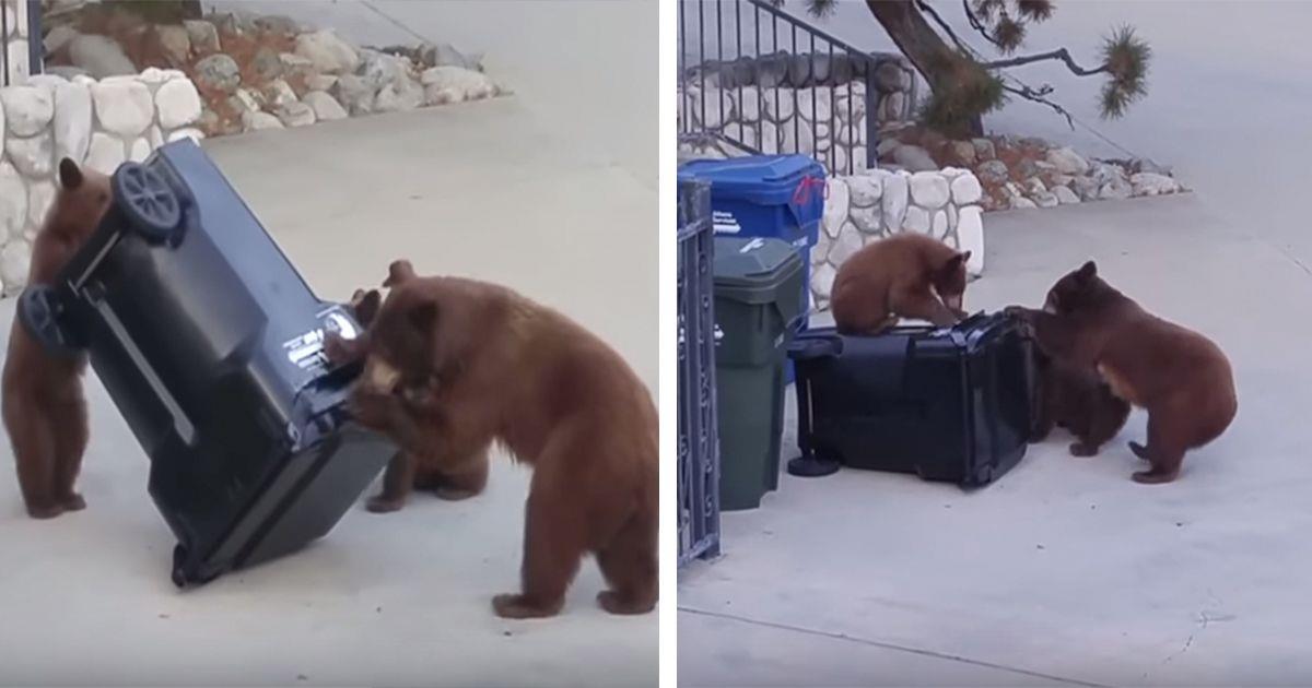 Tres osos intentan abrir un contenedor de basura de todas las maneras posibles • La nube de algodón