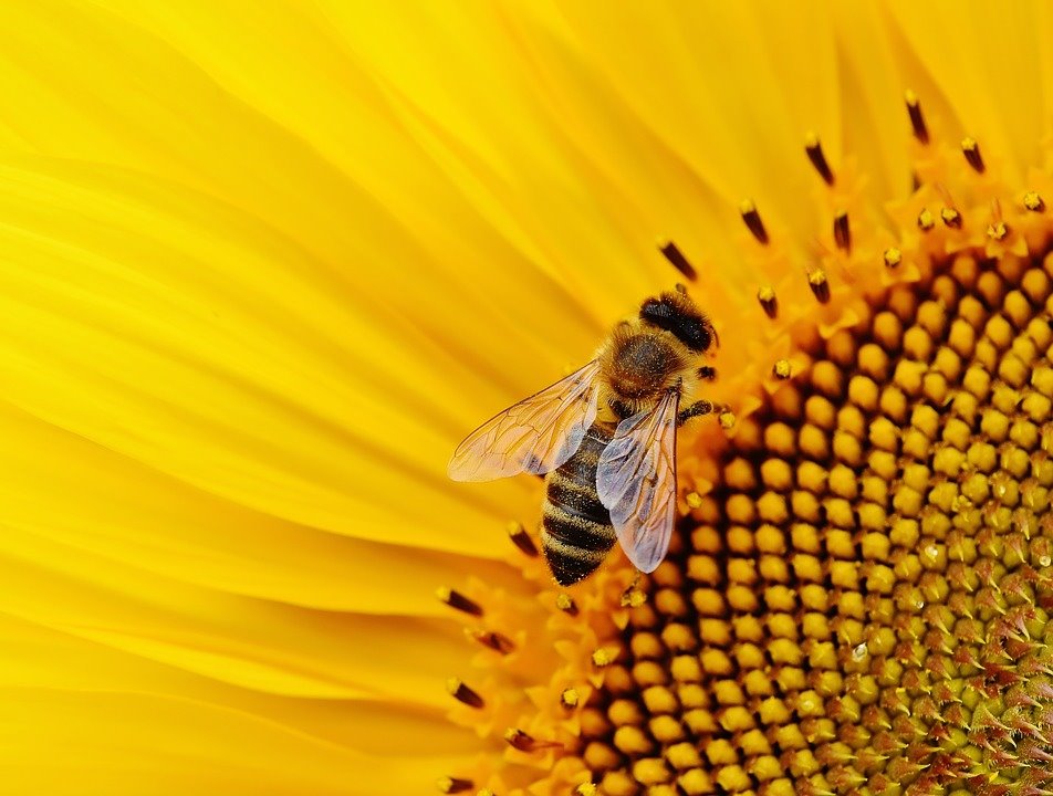 Miedo a las abejas... ¿se lo enseñas a tus hijos? – Mamá Natural