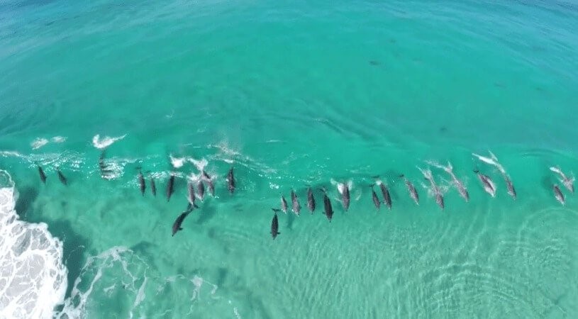 Un dron graba a un grupo de delfines divirtiéndose “haciendo surf” en estado salvaje