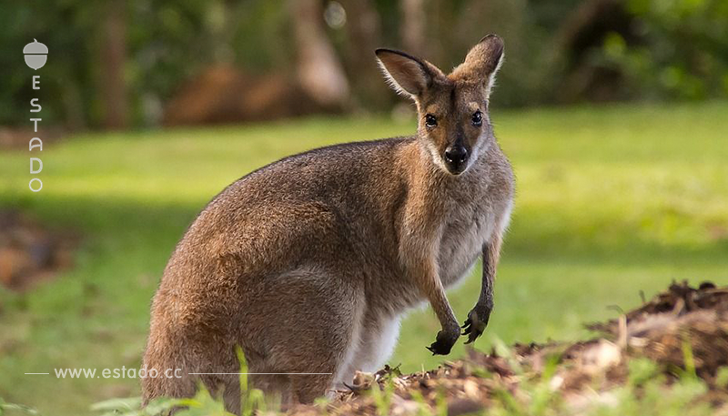 Conoce sobre la población de canguros en Australia • La nube de algodón