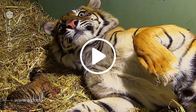 Cachorro de tigre deja de respirar apenas nacido. Pero el instinto de mamá aparece y no se rinde.