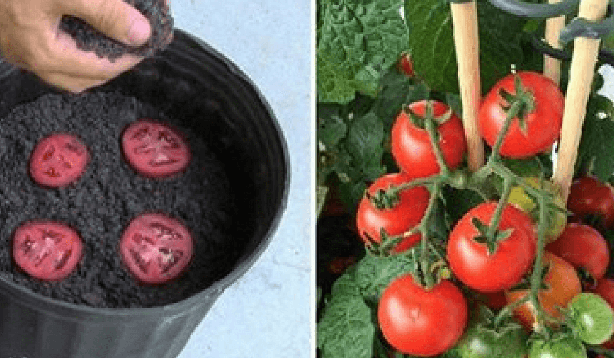 Cómo hacer crecer tomates de manera ilimitada con sólo 4 rebanadas