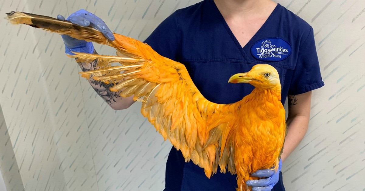 Rescatan a una gaviota cubierta de curry pensando que era un ave exótica