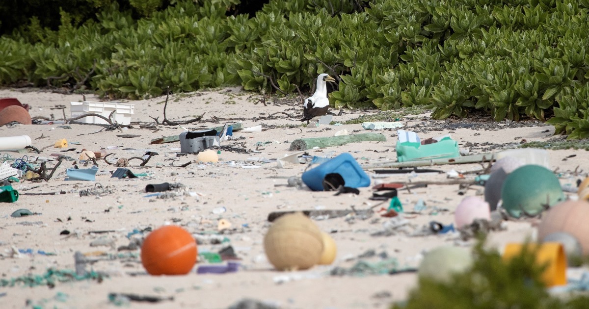 Descubren que la Isla Henderson del Pacífico ha sido arruinada por el plástico