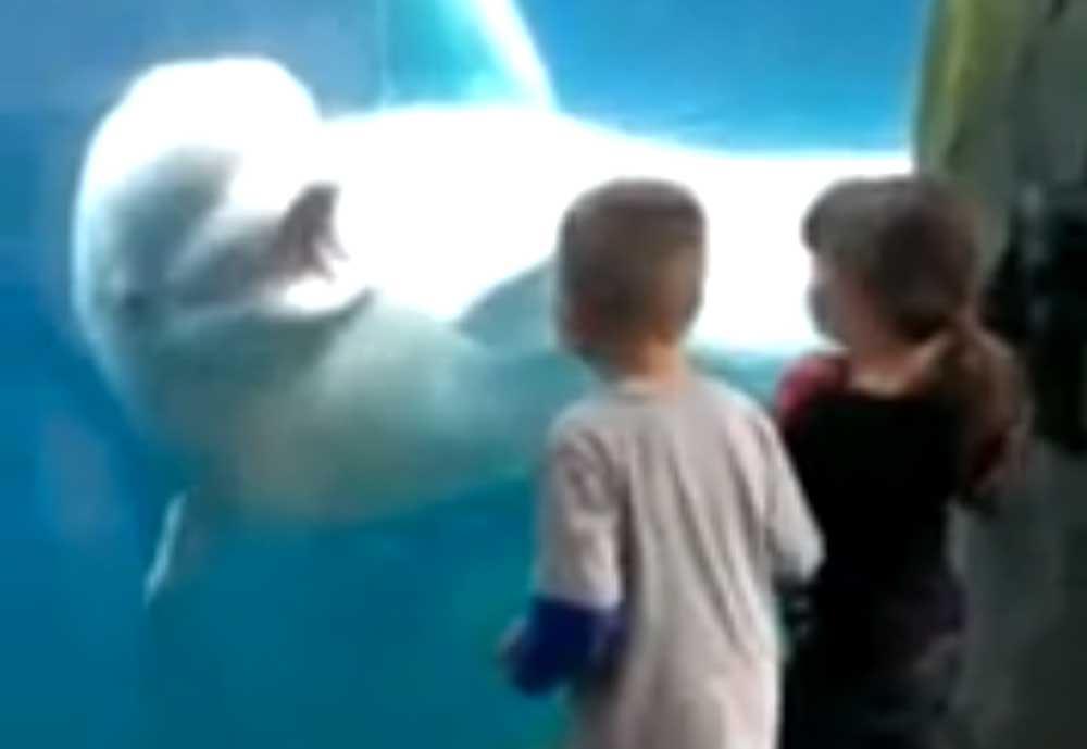 Una ballena beluga se divierte asustando a unos niños